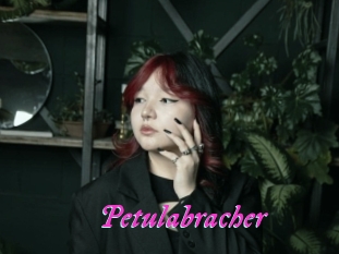 Petulabracher