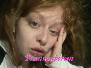 Primroseborom